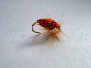 Brown Deer Hair beetle